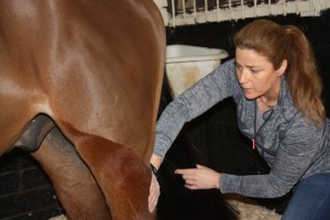 image of equine massage - animal care munster