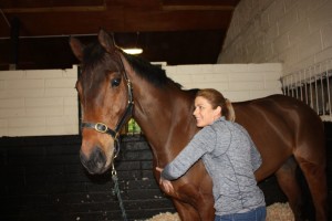 image of equine massage - animal care munster