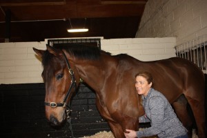 image of equine massage - animal care munster