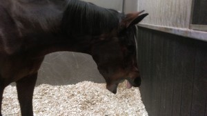 image of yawning horse - animal care munster