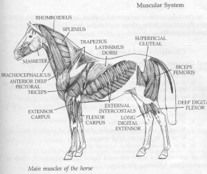 horses muscular system - animal care munster