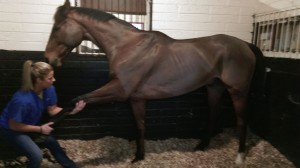 physical therapy on a horse