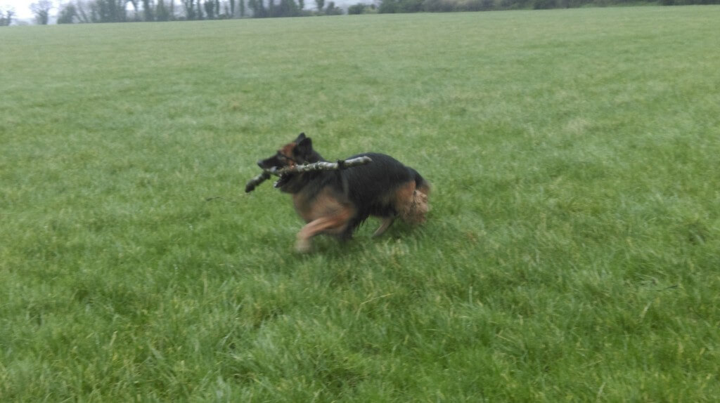 german shepard after treatment