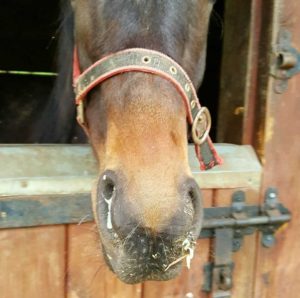 white discharge from horses nose