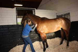 image of equine massage - animal care munster4 