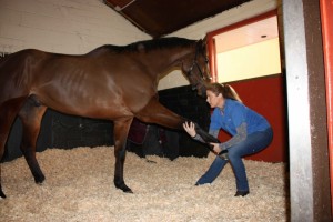 image of equine massage - animal care munster8 